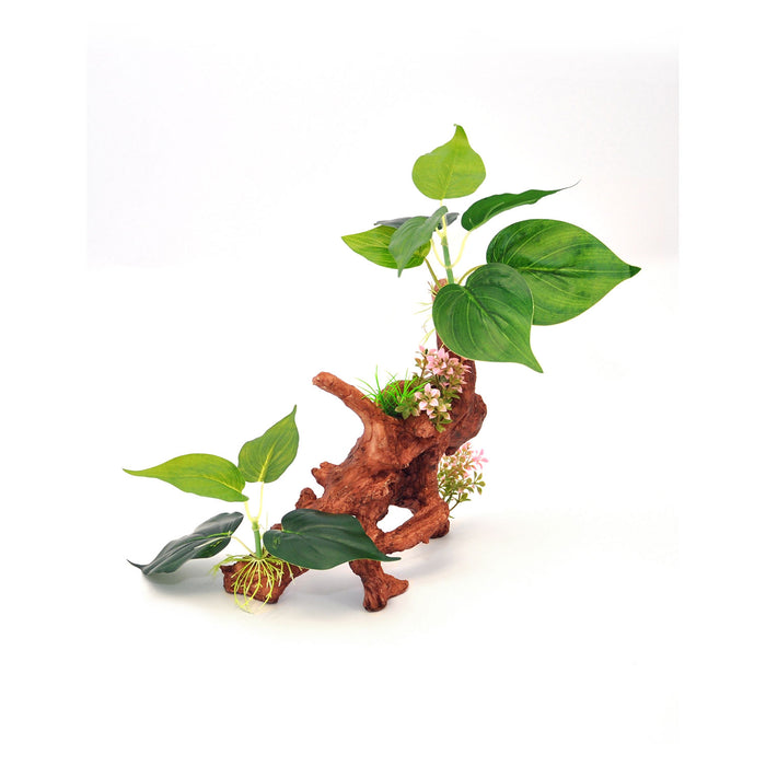 Decorative Ficus