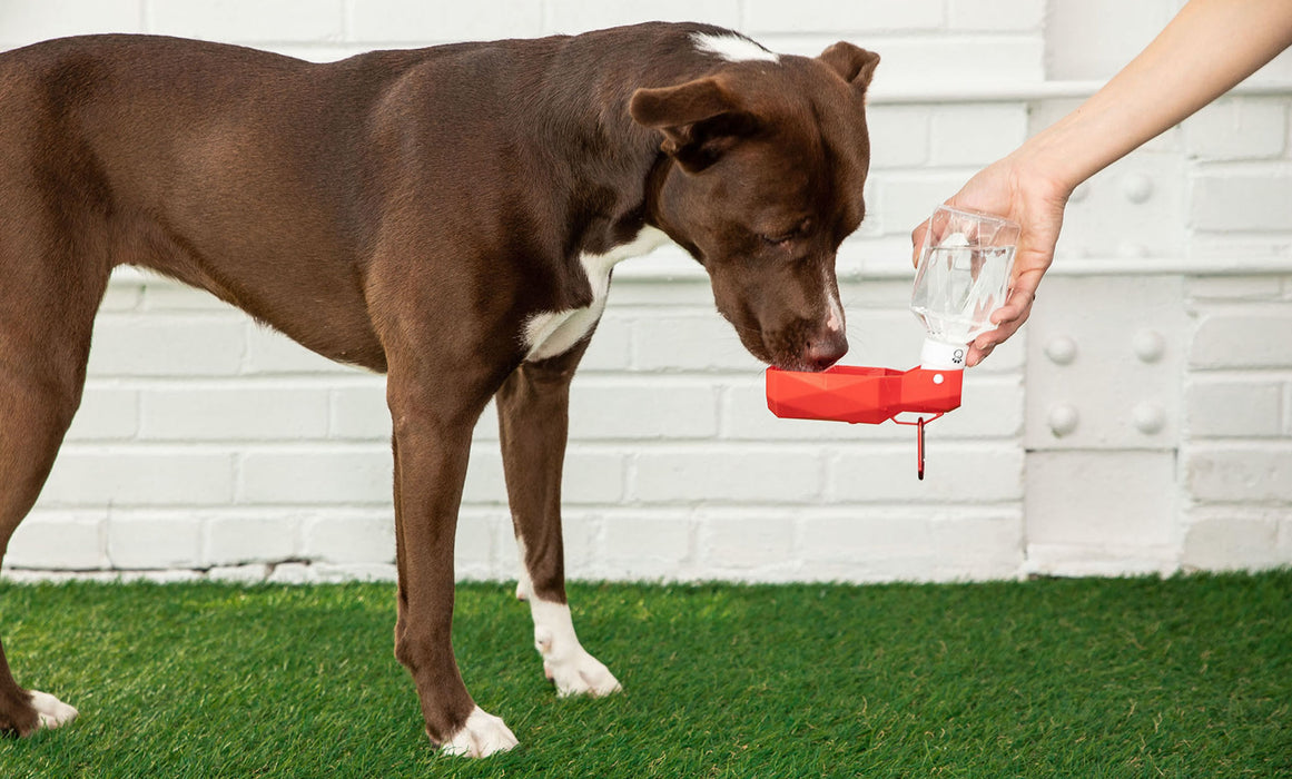 GF Pet Water Bottle